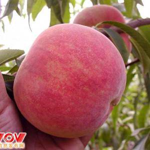 自家种植，大量嫣红桃子上市，桃子个个80以上，色泽好口感...