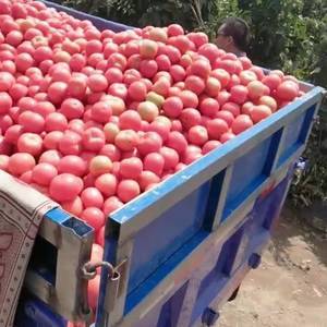 大量提供准新鲜的西红柿，地址:甘肃省白银市景泰县，有需要...