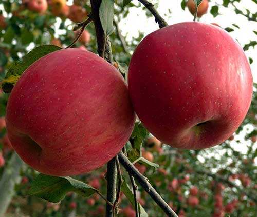 山东苹果生产基地13864964308。山东苹果产地临沂地区沂水。是省内雨水最多的地区之一,且雨热同季,夏季降水占全年的2/3以上,有利于农作物生长,也利于林果