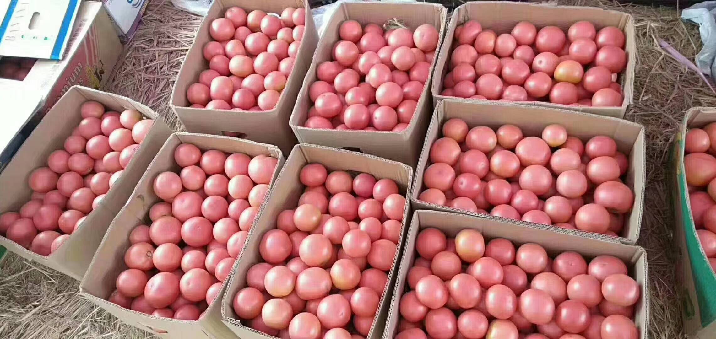 山西省屯留区旱地西红柿，量大质优
