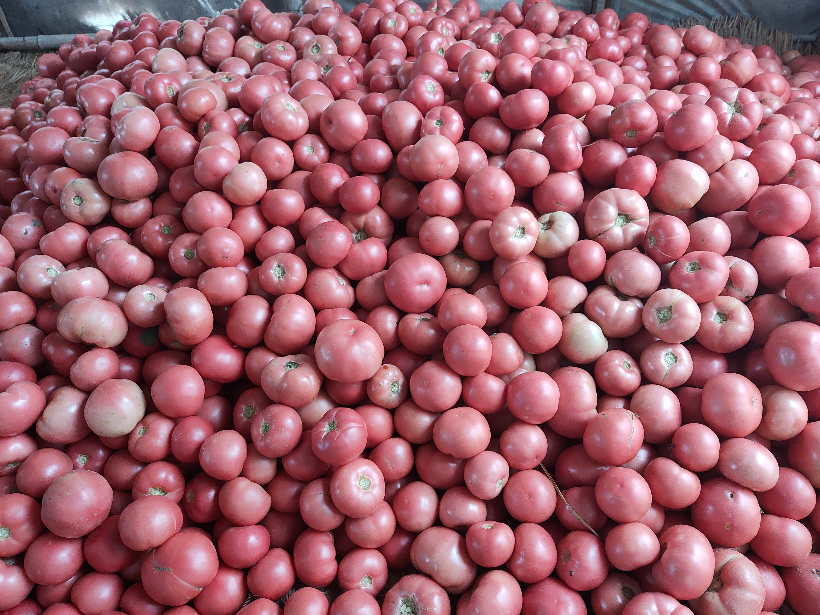 现在大量粉果西红柿上市需要的联系，13753994877段明岗