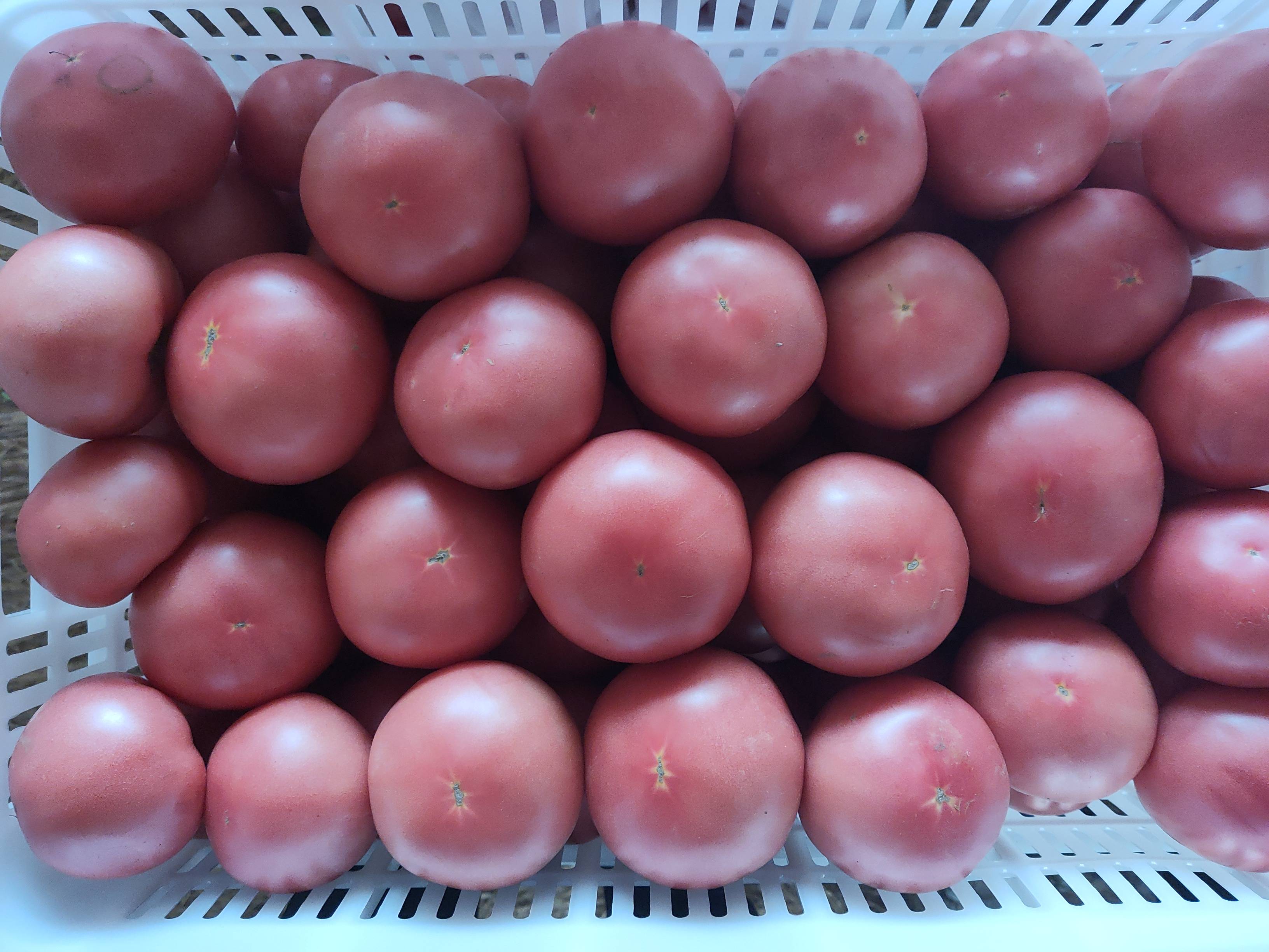 现在大量粉果西红柿上市需要的联系，13753994877段明岗