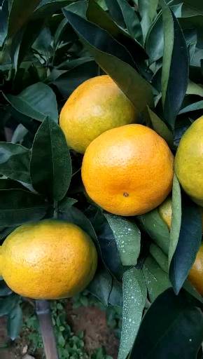 秭归脐橙产地直销，现有伦晚，中华红，纽荷尔，夏橙，欢迎全国各地前来采购。