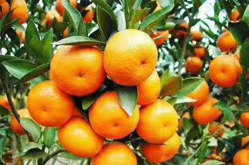 每年农历八月十五左右到农历十二月中旬有大亮的密橘上市。有需求的清联系17099069802李。价格面议。