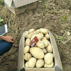 常年供应荷兰土豆，青薯，合作88，全年有货，春季新土豆，...
