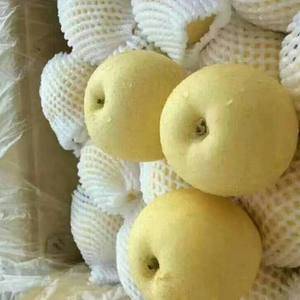 13668696760黄金梨是梨品种的其中一种，黄金梨在...