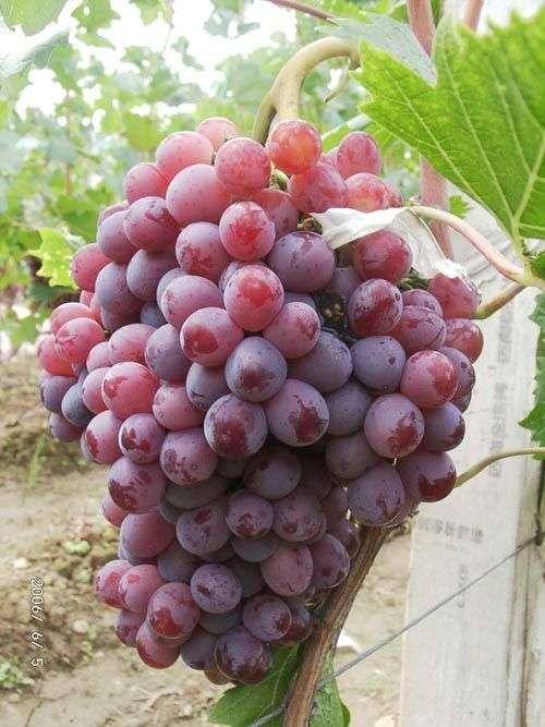 现有红提葡萄十余万斤，中秋节前成熟，有要者请联系电话13934874908