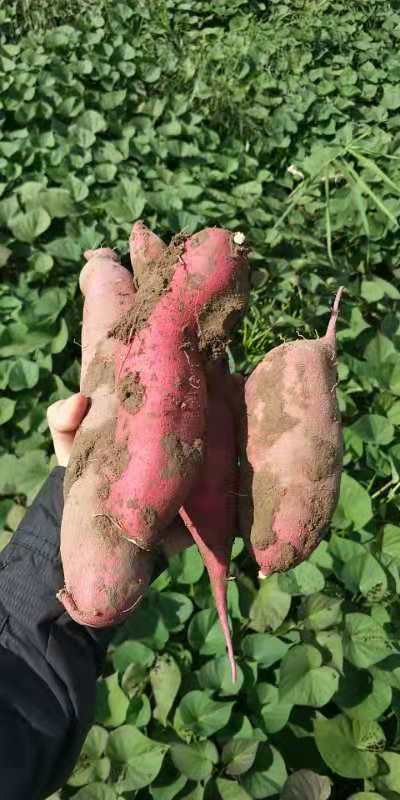 本人预出售大量红薯，品种为烟薯25和西瓜红，约4-5万斤...