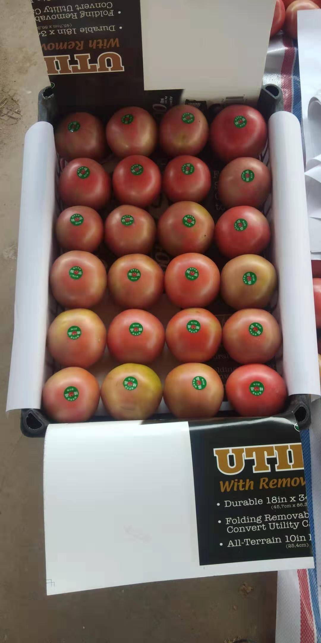 甘肃西红柿，大量上市，硬粉厚皮，寻找收购商18394323353（微信同号）