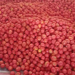 甘肃西红柿，大量上市，硬粉厚皮，寻找收购商1839432...