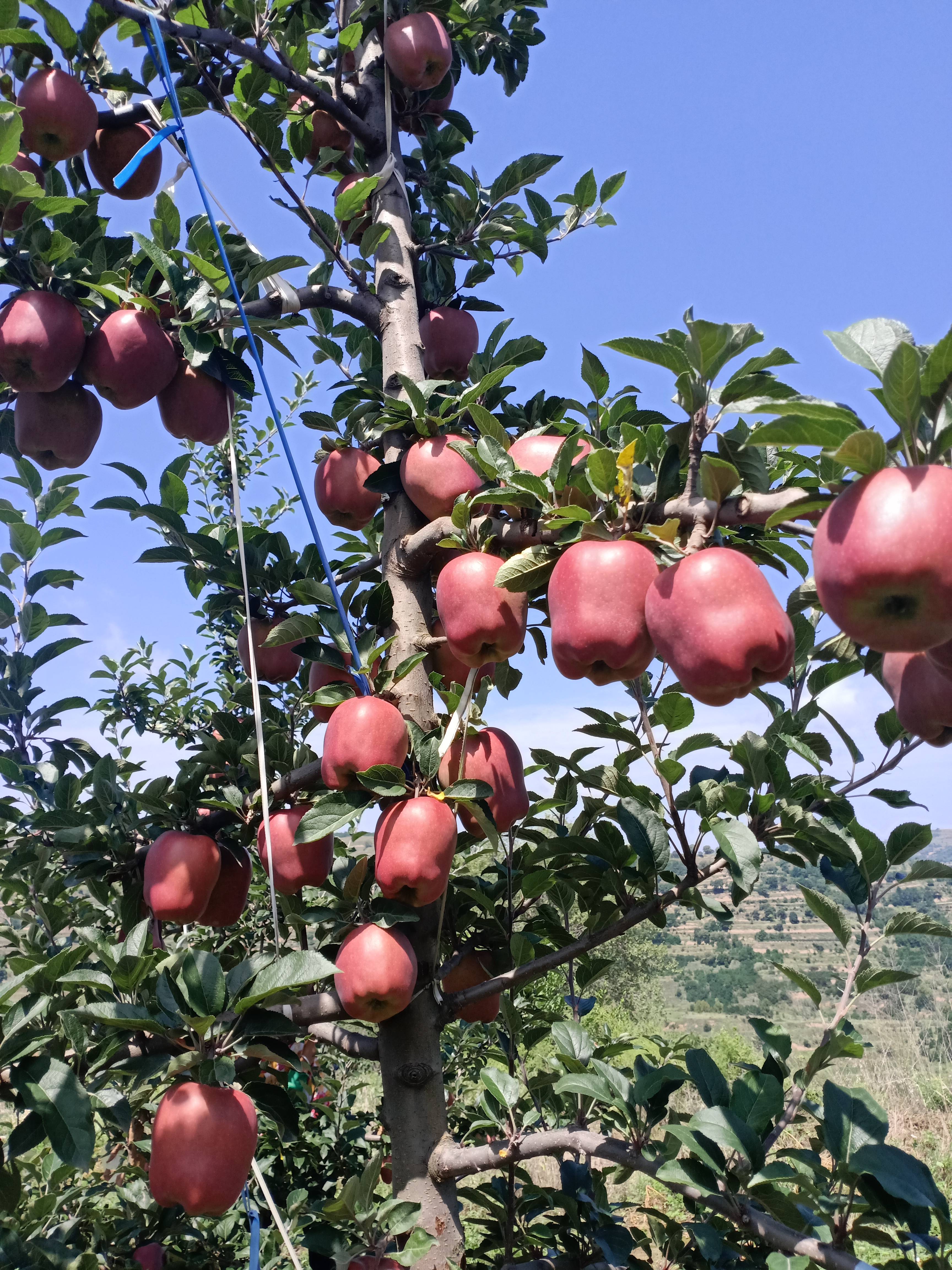 高山花牛苹果（金欣果），海拔一千五百多米，耐儲存，品质好，欢迎客商选购。