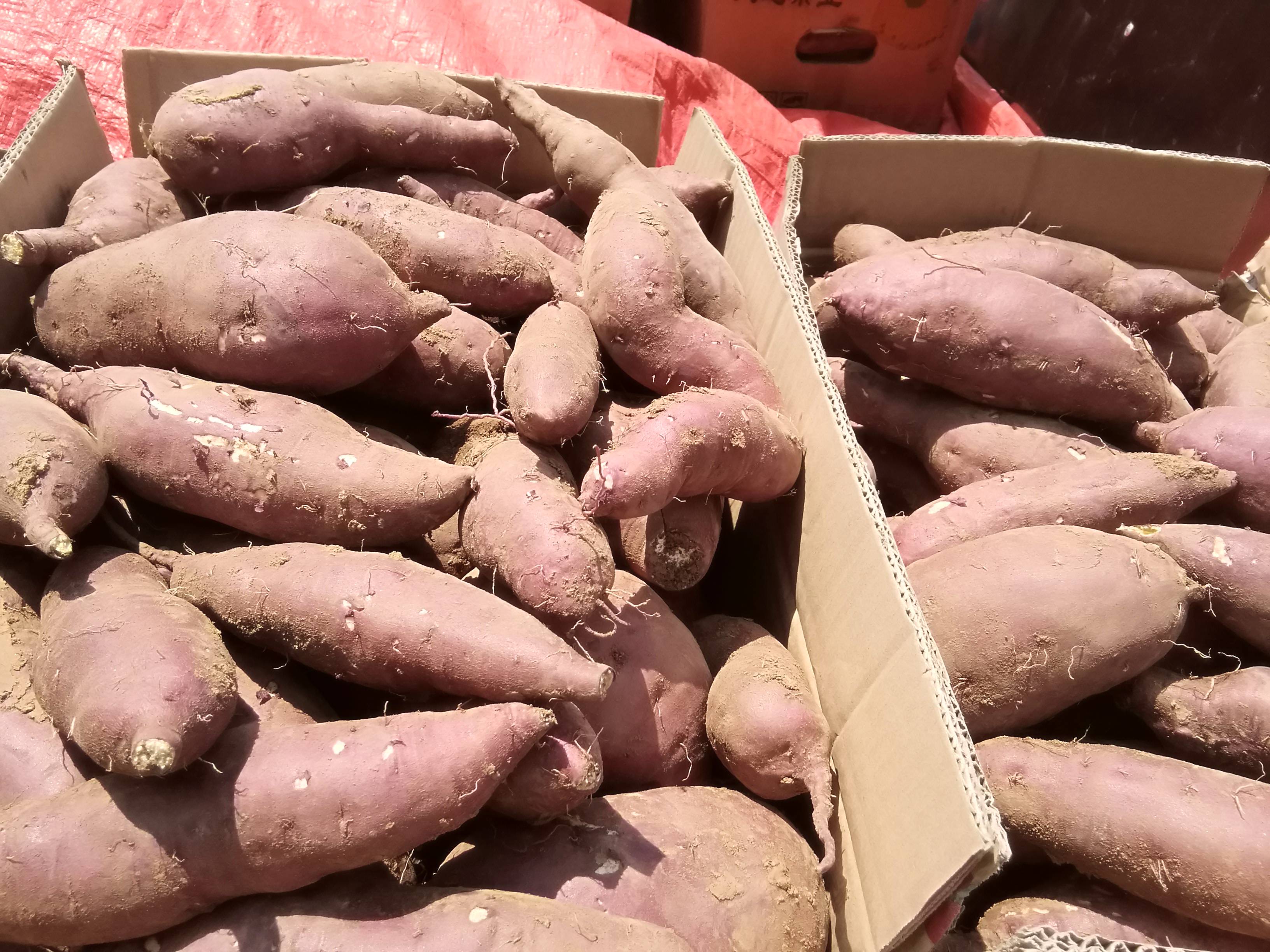 十万斤新鲜淀粉红薯预售中，有需要请联系18536706750