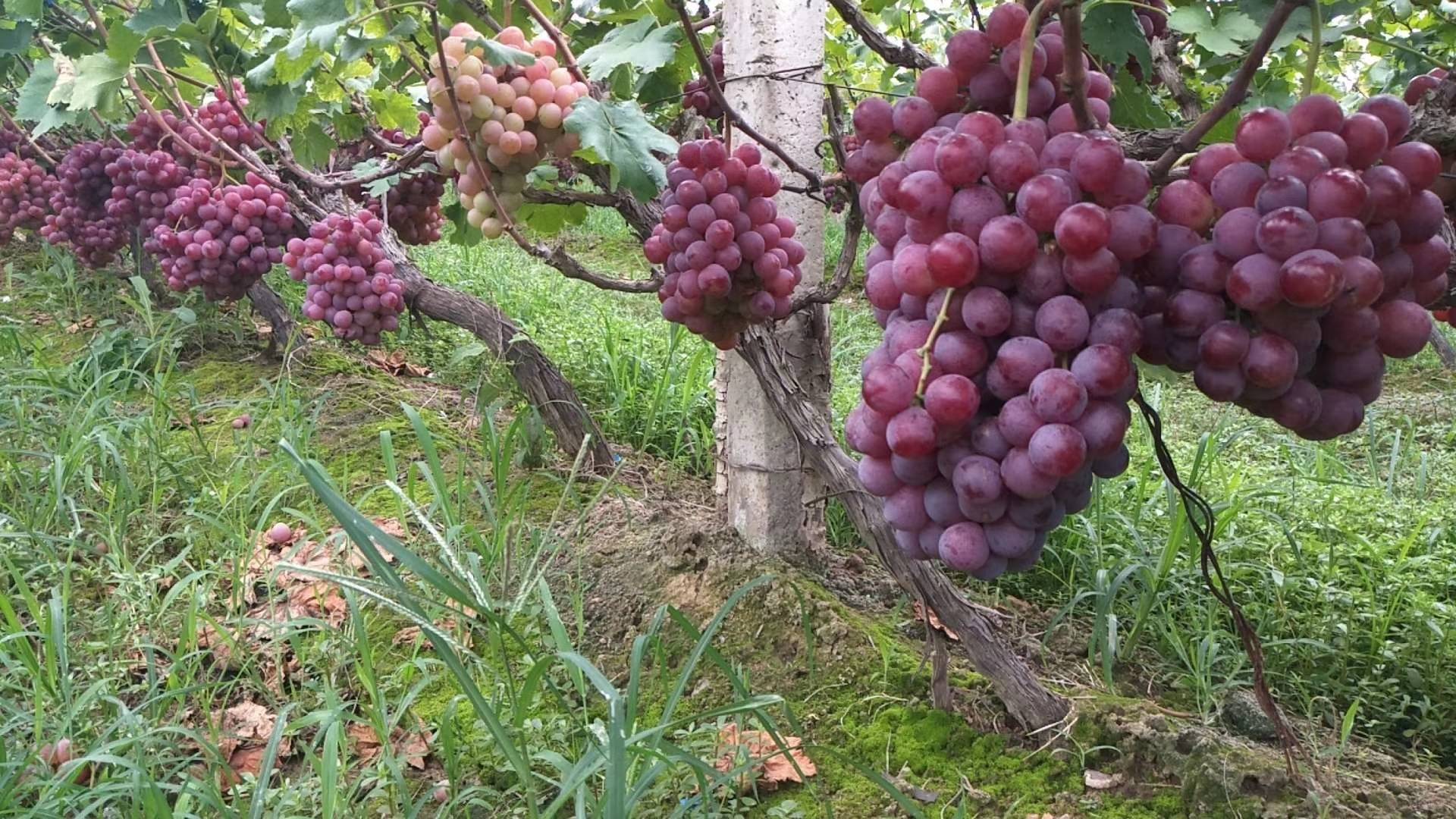 陕西高原红提葡萄大量上市，颗粒大，硬度好，甜度高，...