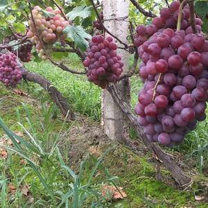 陕西高原红提葡萄大量上市，颗粒大，硬度好，甜度高，抓型紧簇。物美价廉！！！