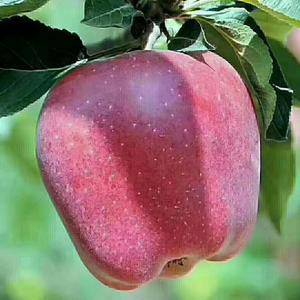 本苹果种植基地大量出售花牛苹果，蛇果，红富士。欢迎有实力...
