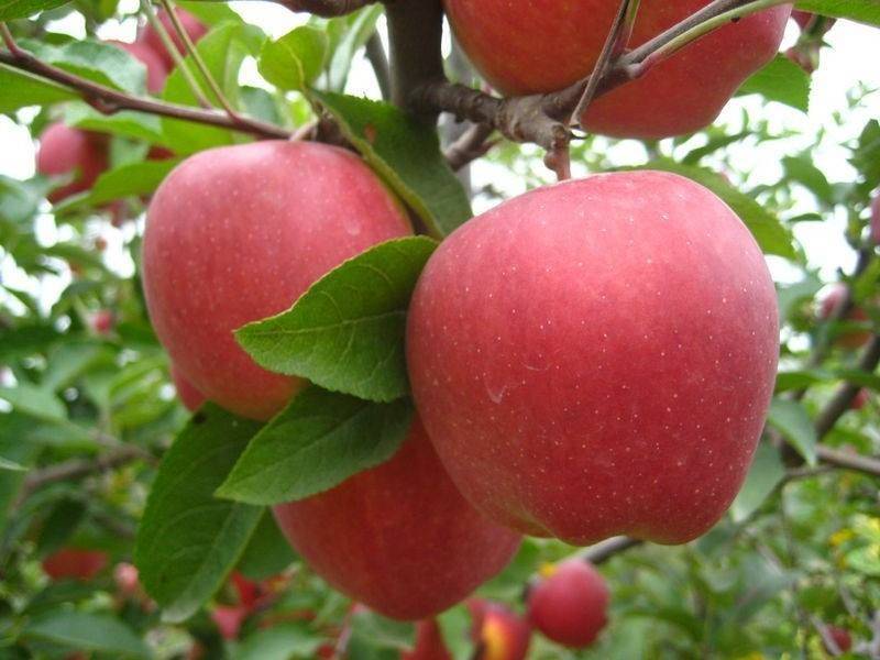 山东苹果产地13864964308临沂地区沂水。是省内雨水最多的地区之一,且雨热同季,夏季降水占全年的2/3以上,有利于农作物生长,也利于林果业的发展。优良的气