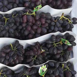 河北石家庄晋州市紫甜A17葡萄大量上市，价格不高欢迎致电...