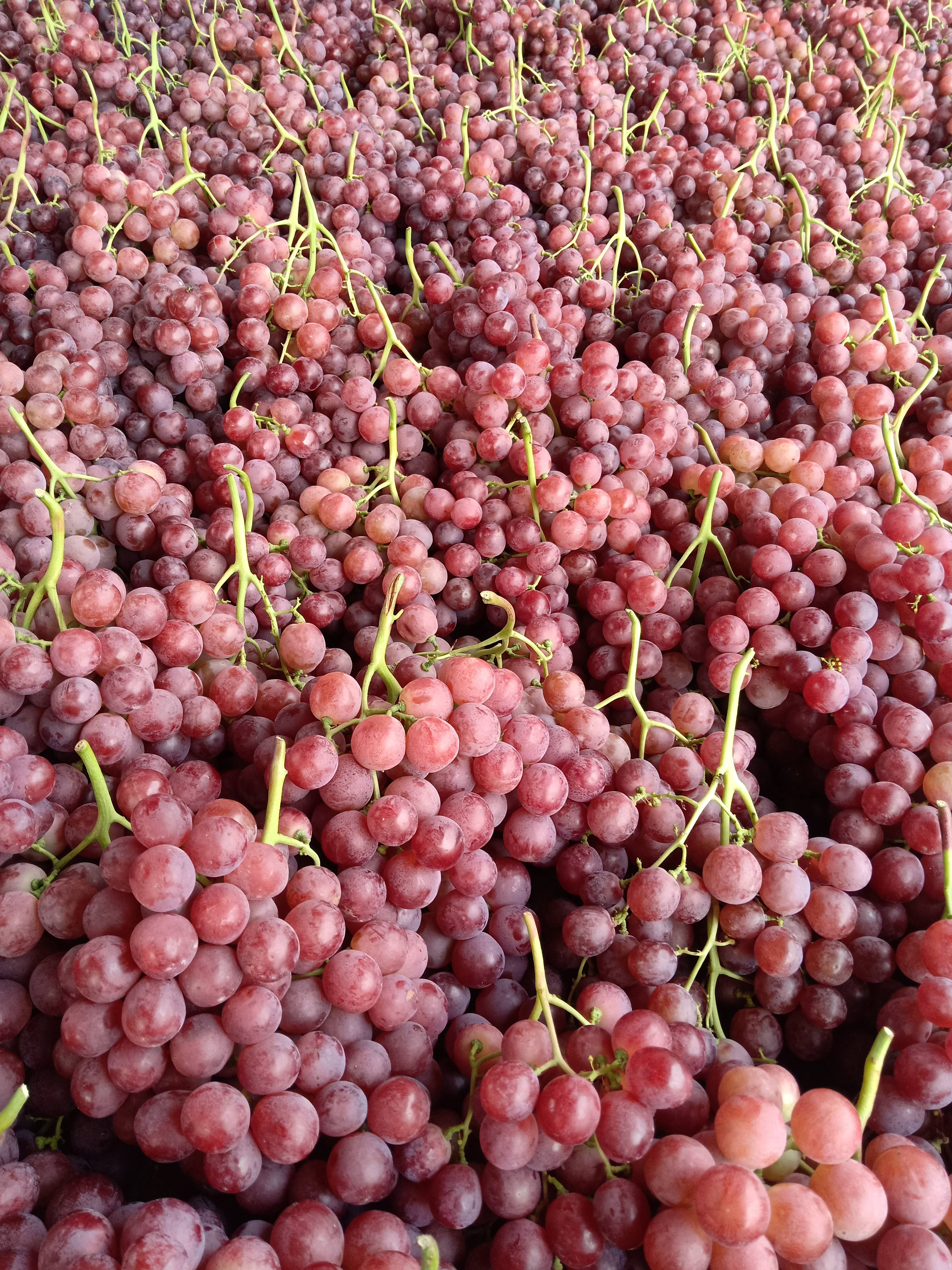 山西运城红提葡萄已上市，颜色好，口感好，欢迎各国老板们前来考察采购。电话13935948797