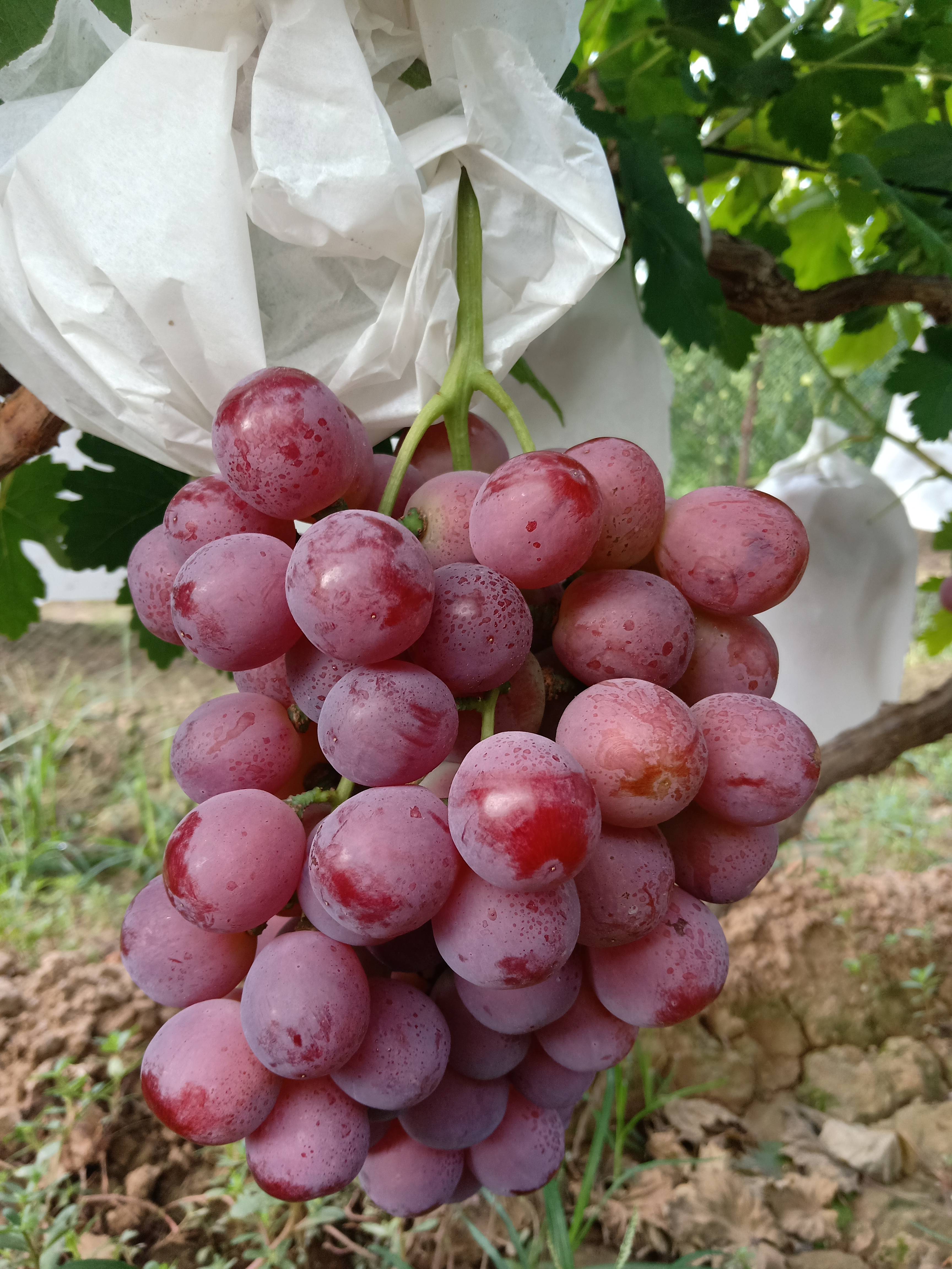 山西运城红提葡萄已上市，颜色好，口感好，欢迎各国老板们前来考察采购。电话13935948797