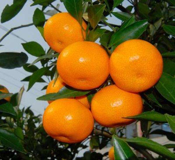 椪柑，橘子，蜜桔。脐橙，各种橘子系列都有，农地一手货。入口化渣，多肉多汁，鲜绿蜜甜