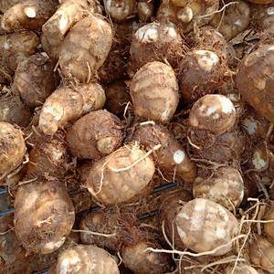 山东毛芋头白芋大量上市，万亩种植面积，保质保量供应，沙土...