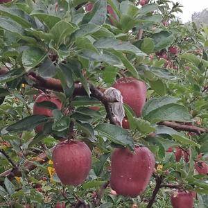 天水花牛苹果已经上市，颜色鲜艳，味道香甜，有需要的及时联...