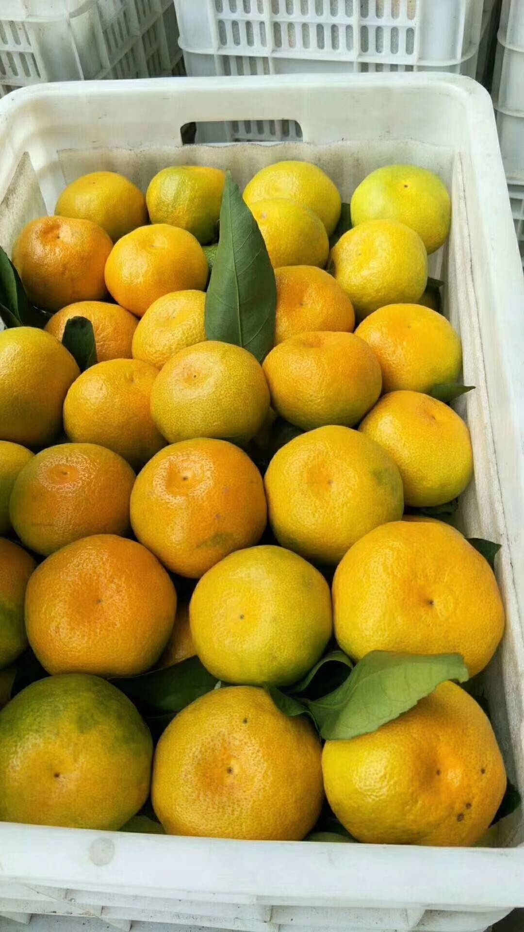 湖北蜜橘产地鲜果供应，个大皮薄，肉细味甜，电话15090933449微信同号