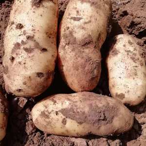 出售荷兰十五土豆有100多亩大量上市中