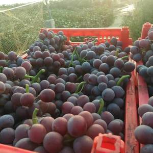 河北威县七级二茬葡萄大量上市了，优点是，质量好，耐运输，...
