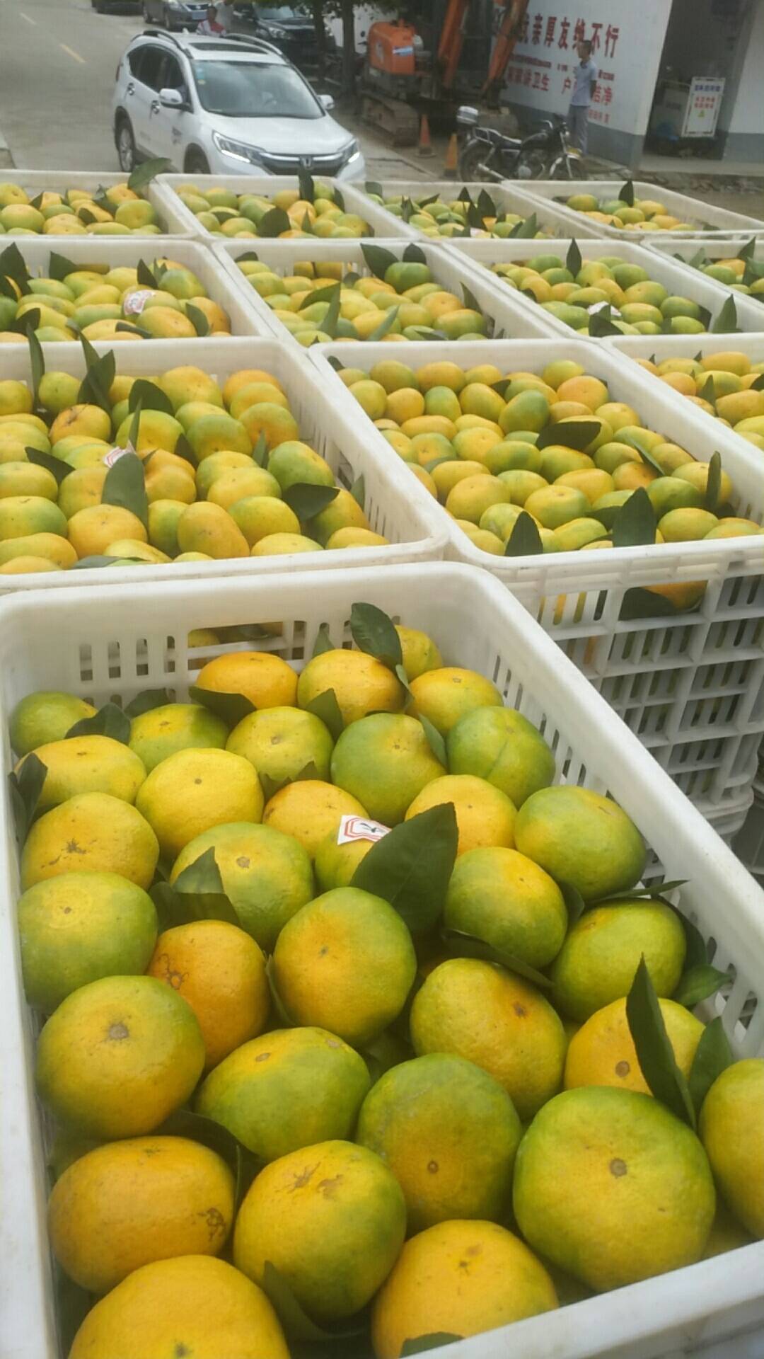 杭州市场长期接售桔子，脐橙等当季水果，电话18368865808谭