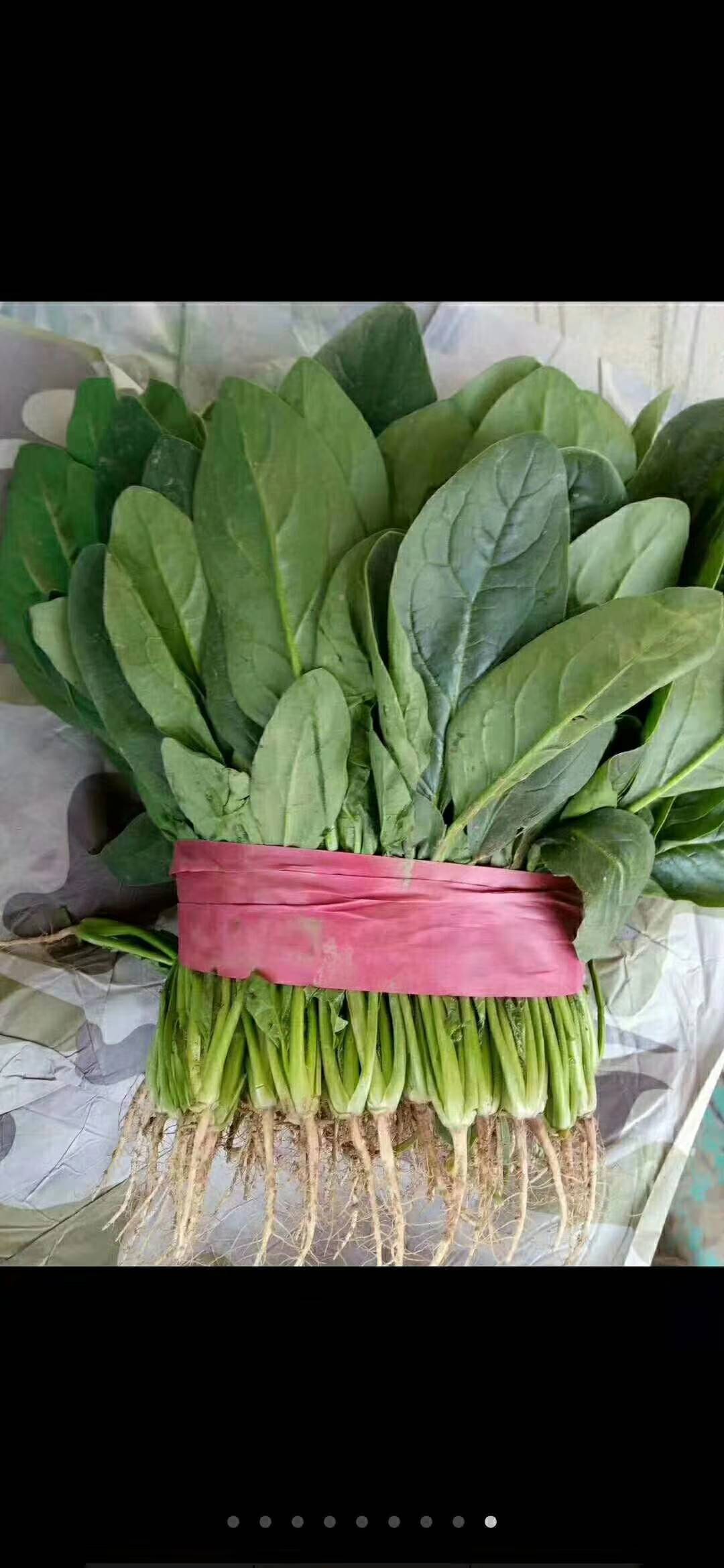 河北邯郸联邦蔬菜物流园，现有大量菠菜上市，，微电15175093901