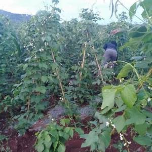 白芸豆是一种耐寒冷、且适宜在温带和热带高海拔地区种植的经...