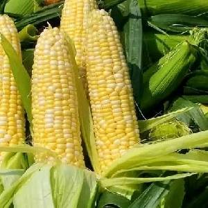 云南德宏有大量的水果玉米，超甜双色，上万亩电话1838758399价格面议