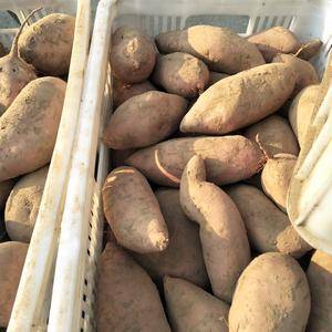 基地红薯龙九，商薯19，大量上市，价格便宜，欲购从速。