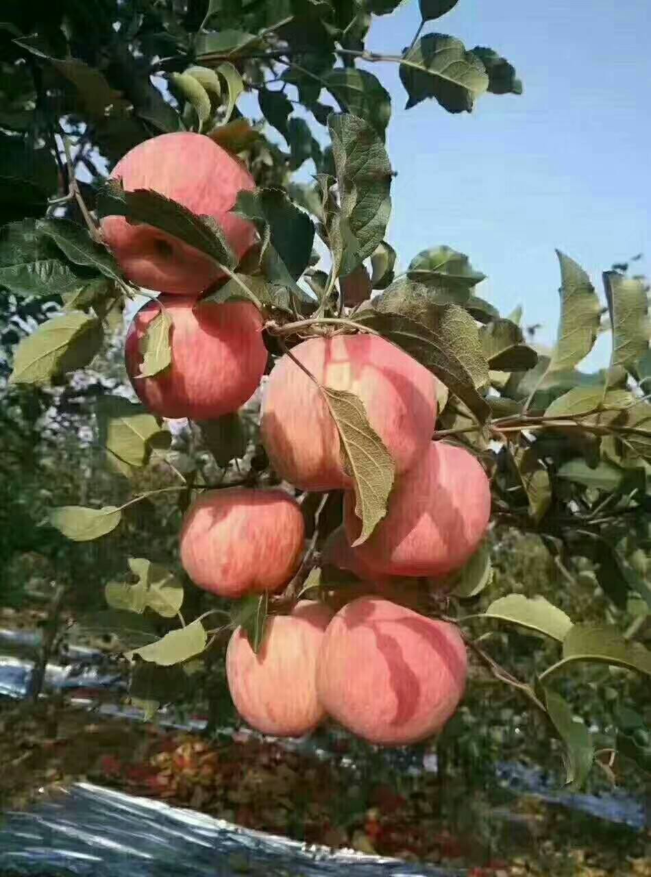 甘肃老家黄土高坡上的冰糖心红富士苹果，正在采摘中……纯绿...