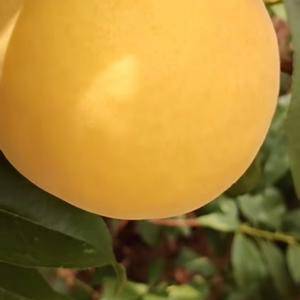 科学种植黄桃5亩，品种黄金蜜2号，欢迎黄桃客商前来采。