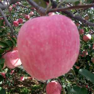 纸袋红富士苹果，大量上市，属于高原苹果，色度好，价格低，...