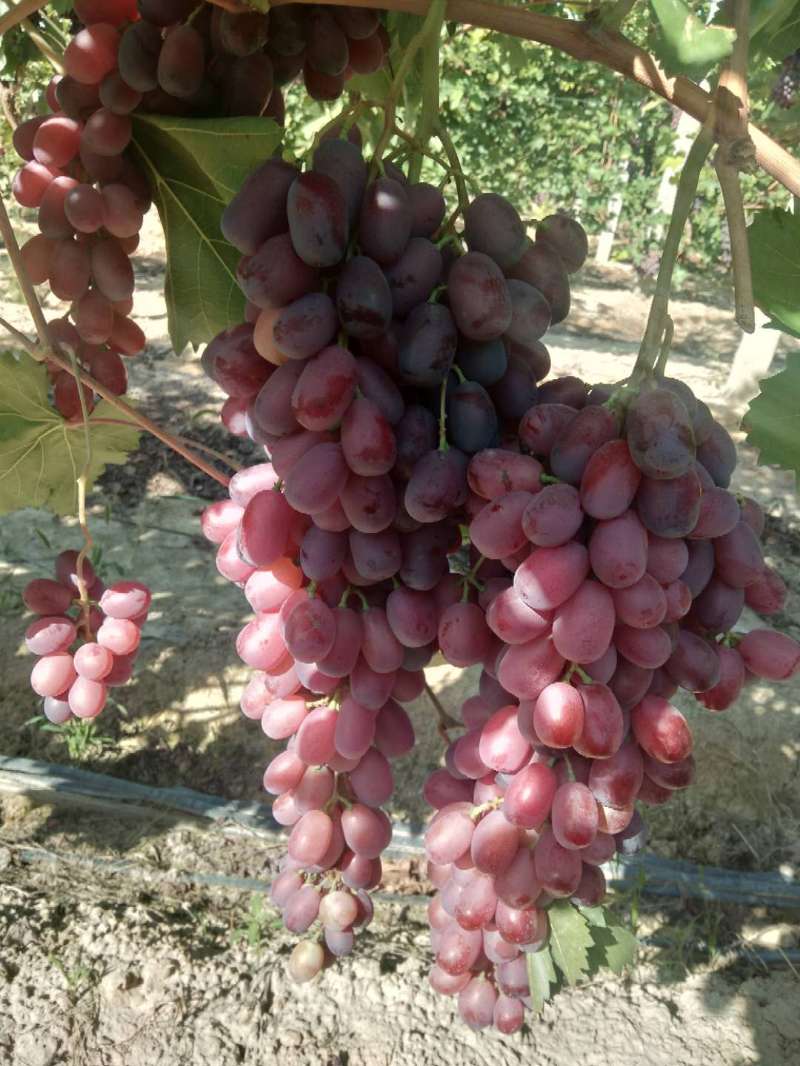新疆新鲜葡萄出售，1次果，颗粒均匀，有周转筐，耐储...