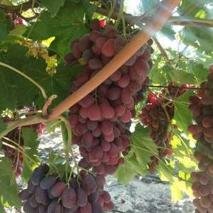 新疆新鲜葡萄出售，1次果，颗粒均匀，有周转筐，耐储耐运，量大从优