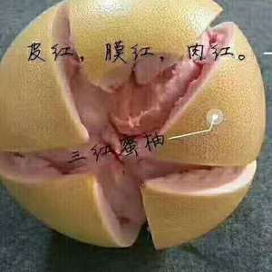 广西省河池市三红密柚成熟上市量大皮张干净水份足不酸不苦？...