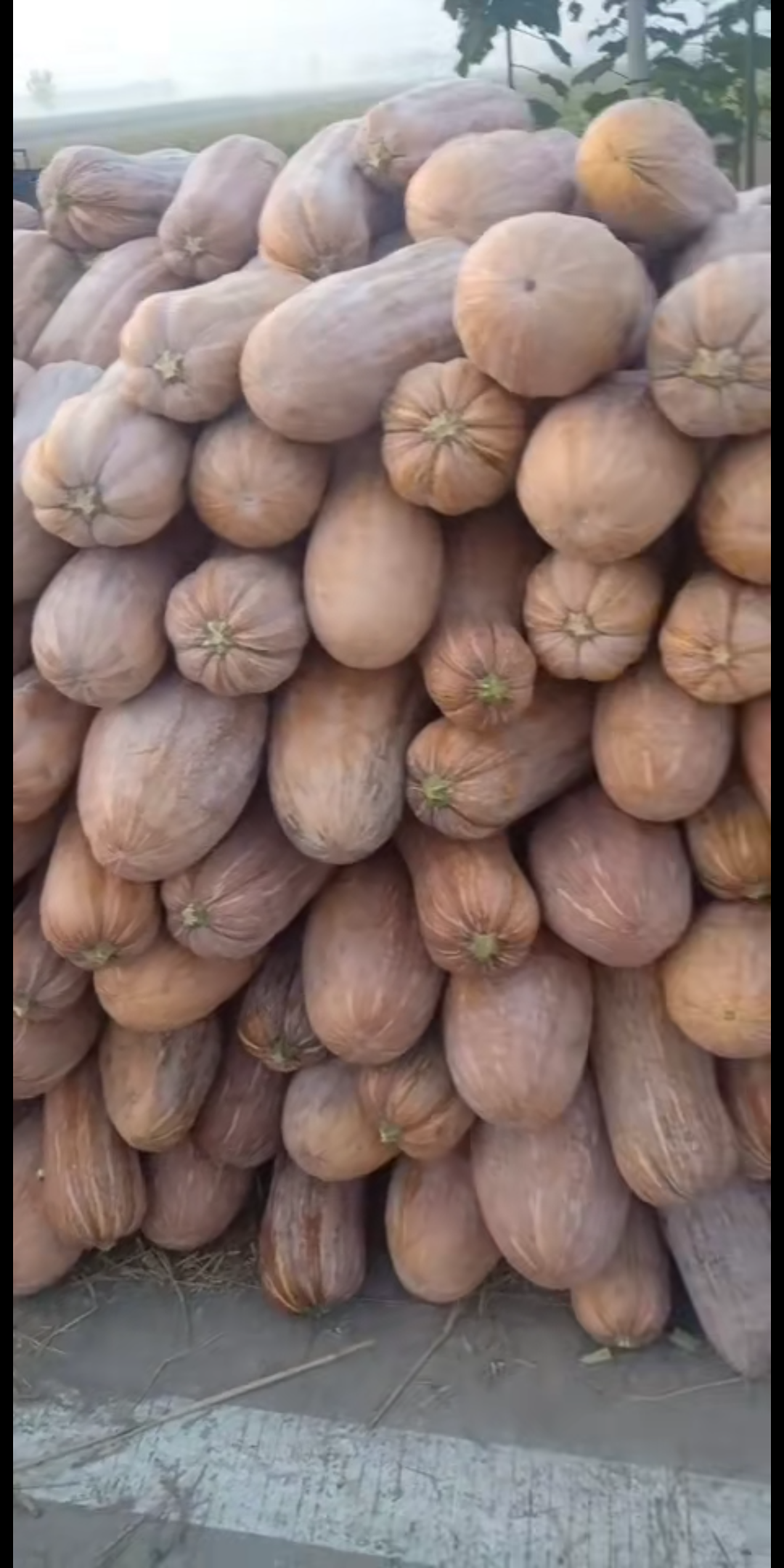八到十六斤的精品蜜本南瓜…大量供应