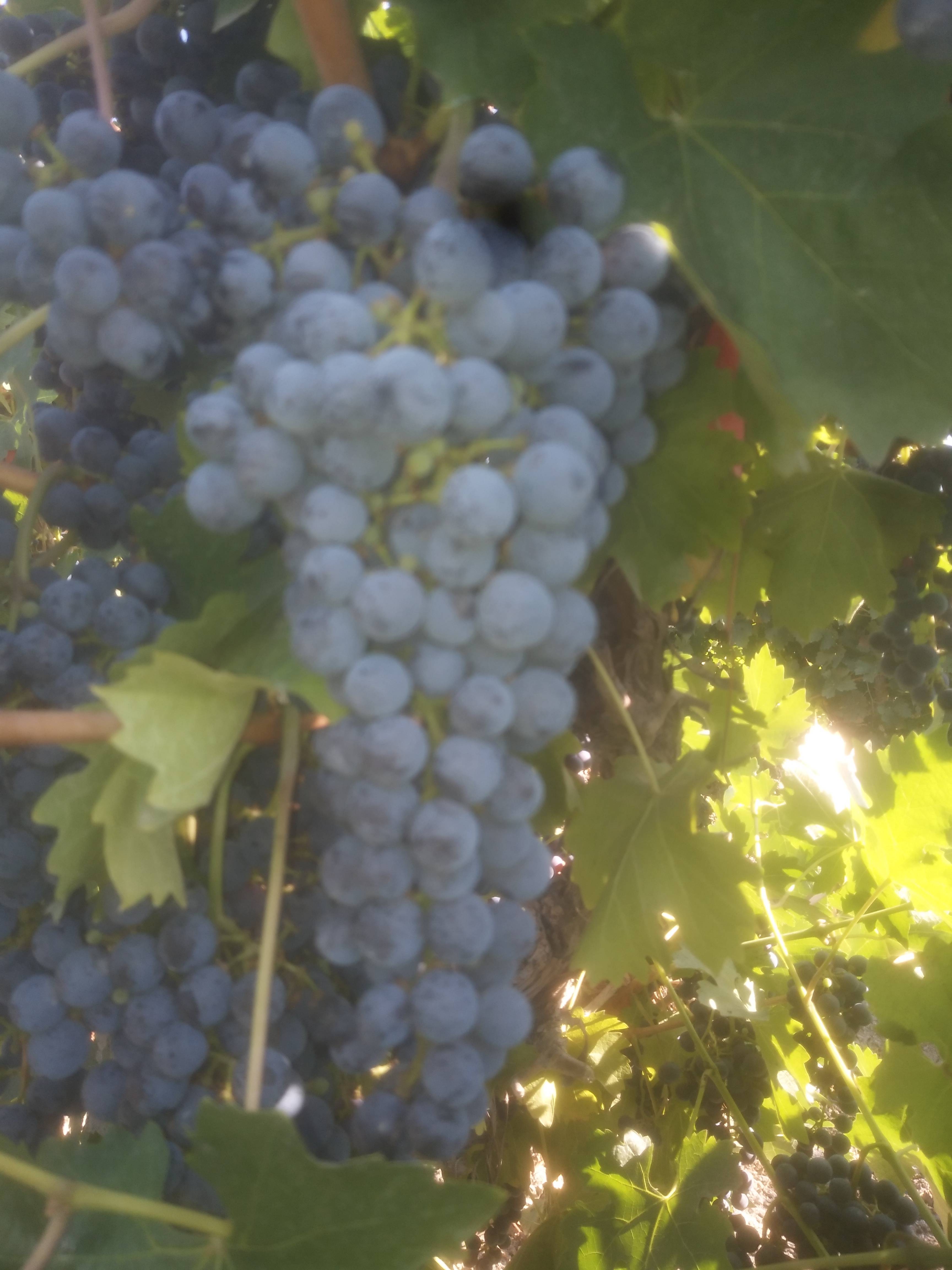 本人有500亩赤霞珠酒葡萄开始采收，糖度22以上，...