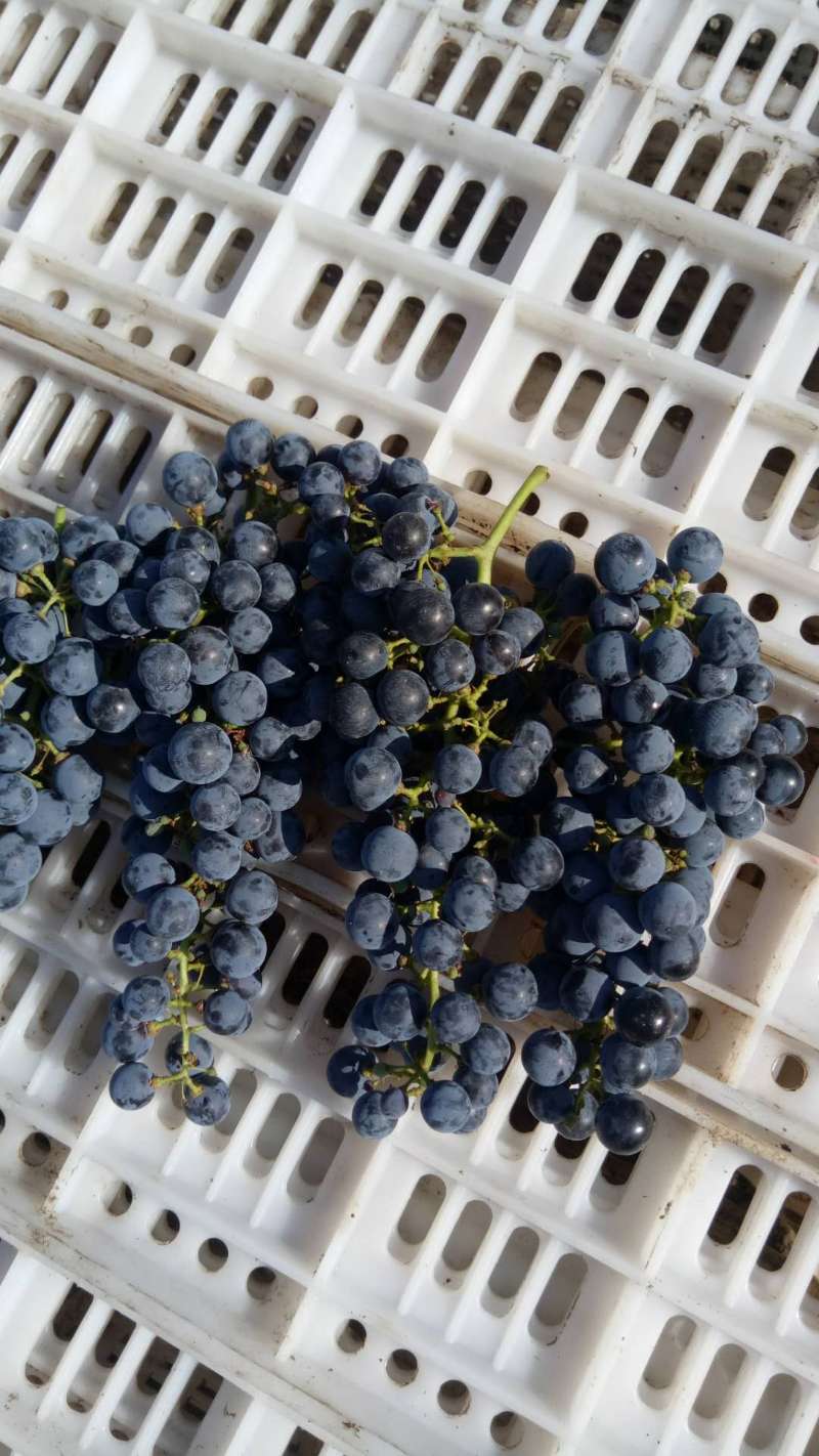 300吨优质酿酒葡萄即将采摘，法国红酒制作原料赤霞...