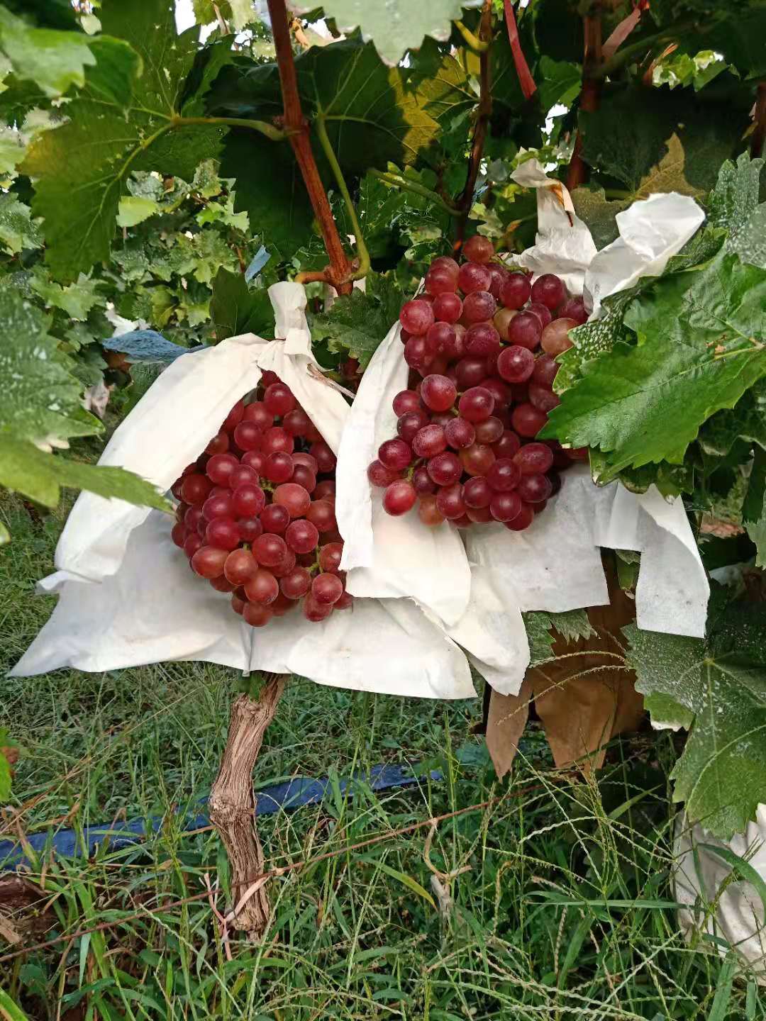 红宝石葡萄供应
