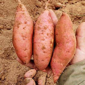 烟薯25地瓜 山区 半沙半土地瓜
现有2－3两上万斤地...