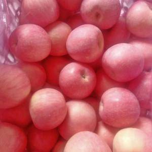 山东水晶红富士苹果大量供应，15552907687货源充...