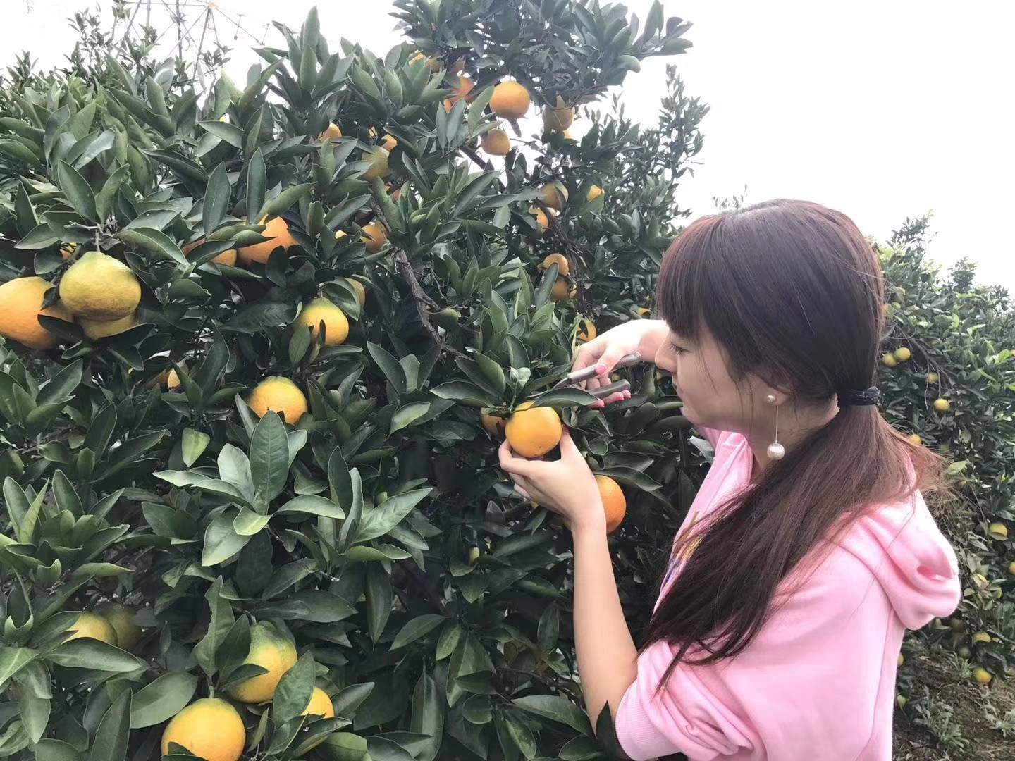 宜昌蜜橘   脐橙    柚子    产地直销