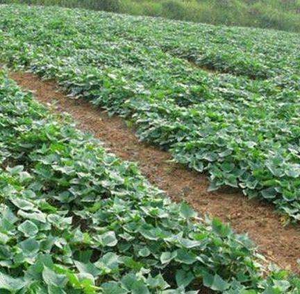 本人种了100亩济薯26，现已成熟，货在湖南祁东，欢迎客户前来洽谈，不诚忽扰。