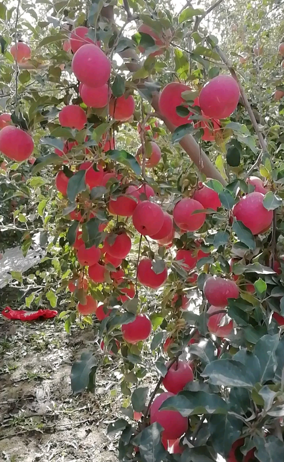 新疆阿克苏冰糖心苹果产地直销，长期供应批发新疆特产水果