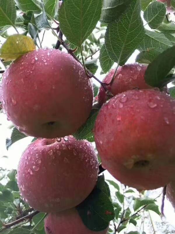 四川高原正宗的盐源冰糖心富士苹果，吃在嘴里甜在心里的那种！